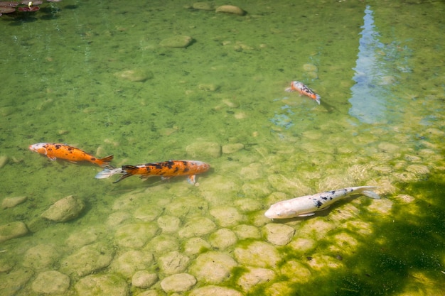 Lago Temático Japonês com Carpas Koi e Ponte de Madeira - ideia