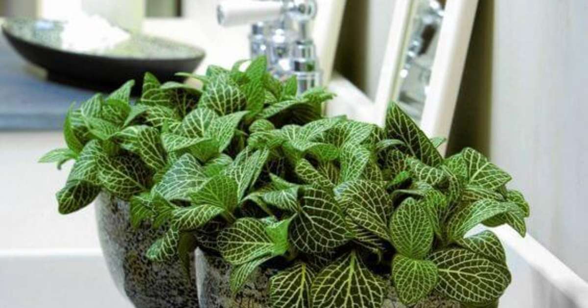 Fitônia Delicada em Nichos Iluminados com LED - inspiração