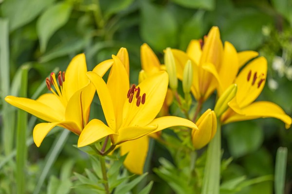 Minimalismo Chic: Detalhes Amarelos em Jardins de Pedras Brancas - inspiração