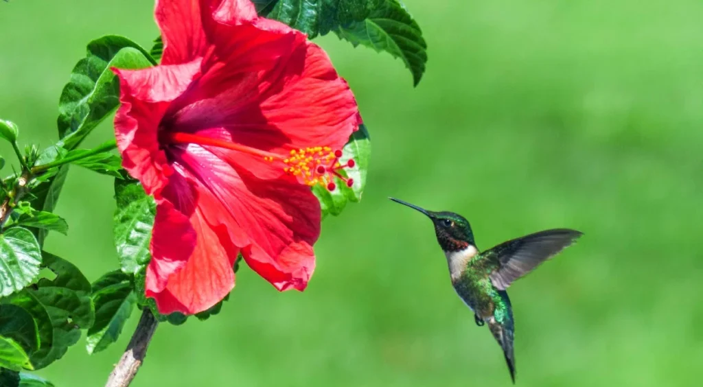 Atração de Beija-Flores: Chuva-de-Fogo Cascata em Jardins Verticais - ideia