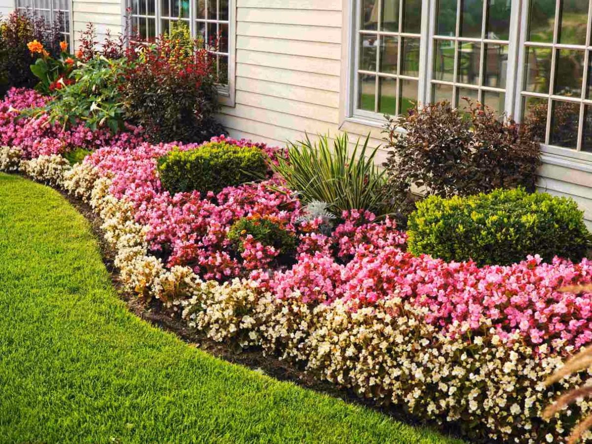 Contrastando com Flores Coloridas: Explosão de Cores no Seu Jardim - detalhe