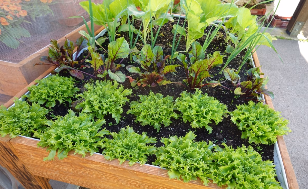 Mini-Horta em Xícaras: Charme e Delicadeza Para Pequenos Espaços - detalhe