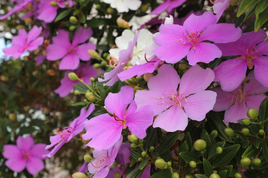Manacá-da-Serra Escultural: Topiaria para um Jardim Sofisticado - ideia
