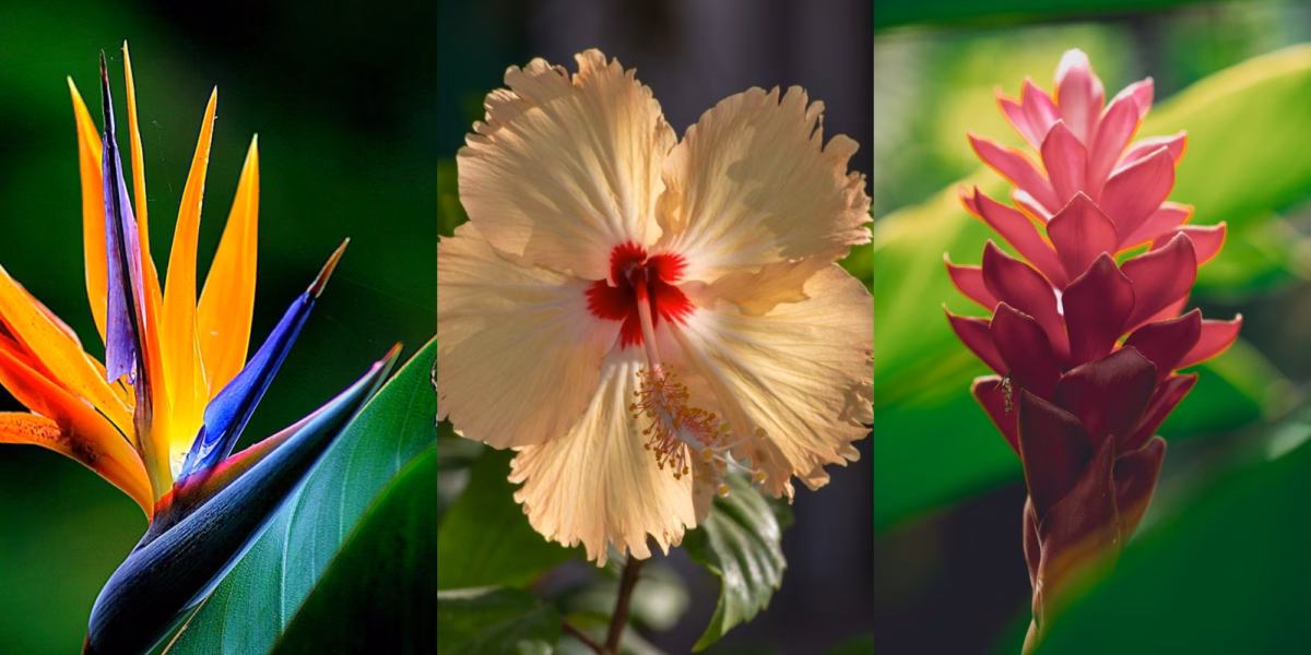Explosão Tropical: Hibiscos Coloridos em Harmonia - ideia