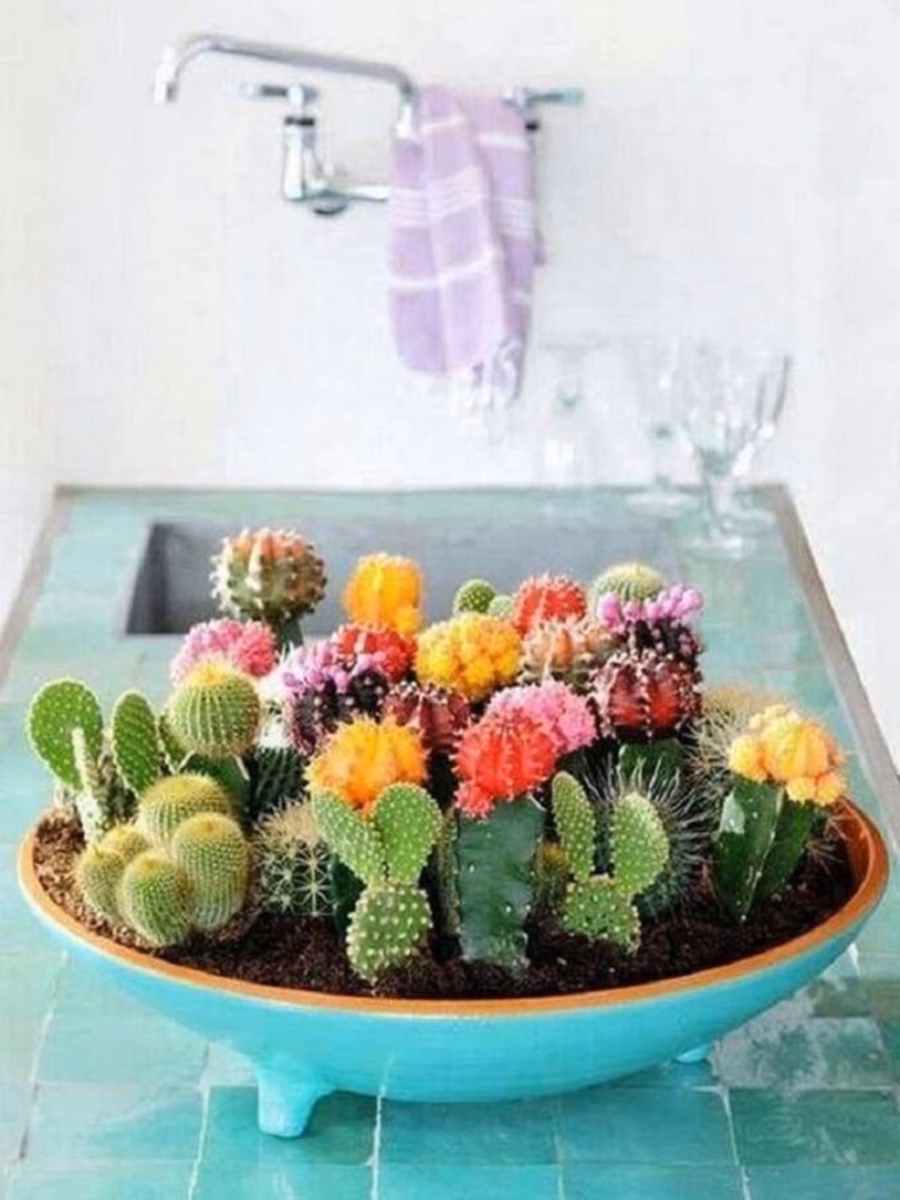 Cactos Exóticos em Vasos de Vidro com Pedrinhas Decorativas - ideia