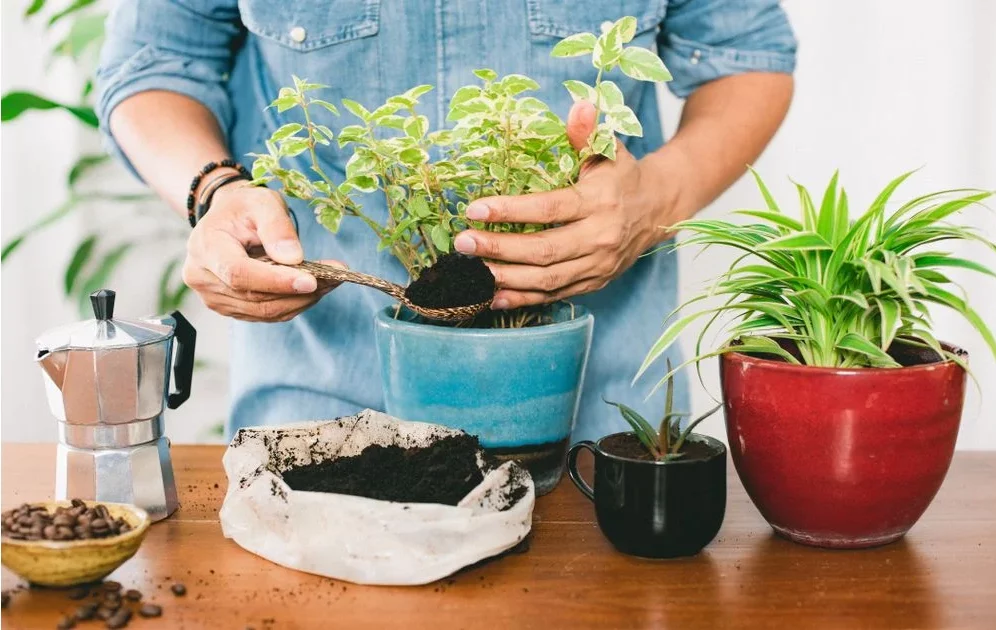 Com Borra de Café: Adubação Sustentável e Charmosa - detalhe
