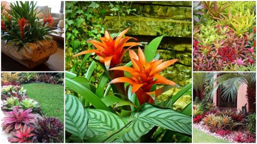 Bromélias em Vasos de Cerâmica Pintados à Mão: Um Toque Artístico no Seu Jardim - inspiração