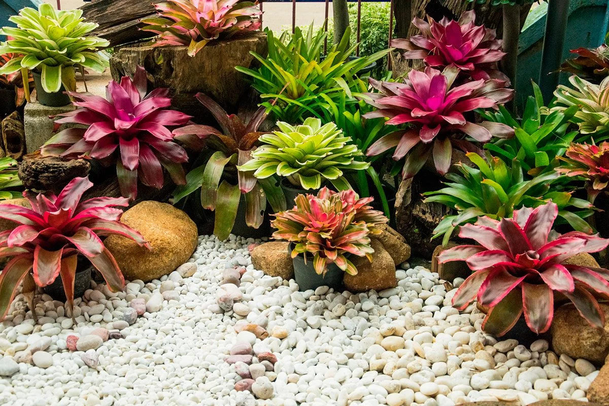 Bromélias em Terrários Fechados: Mini Ecossistemas Tropicais - inspiração