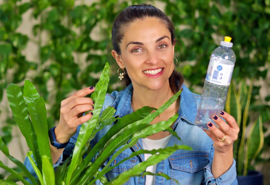 Solução de Detergente Neutro: A Receita Caseira que Asfixia os Pulgões - detalhe