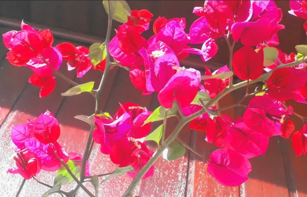 Pergolado Tropical Vibrante: Explosão de Cores com Bougainville - inspiração