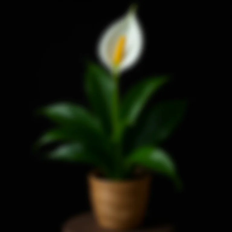 Espatifilo (Peace Lily) com flor branca