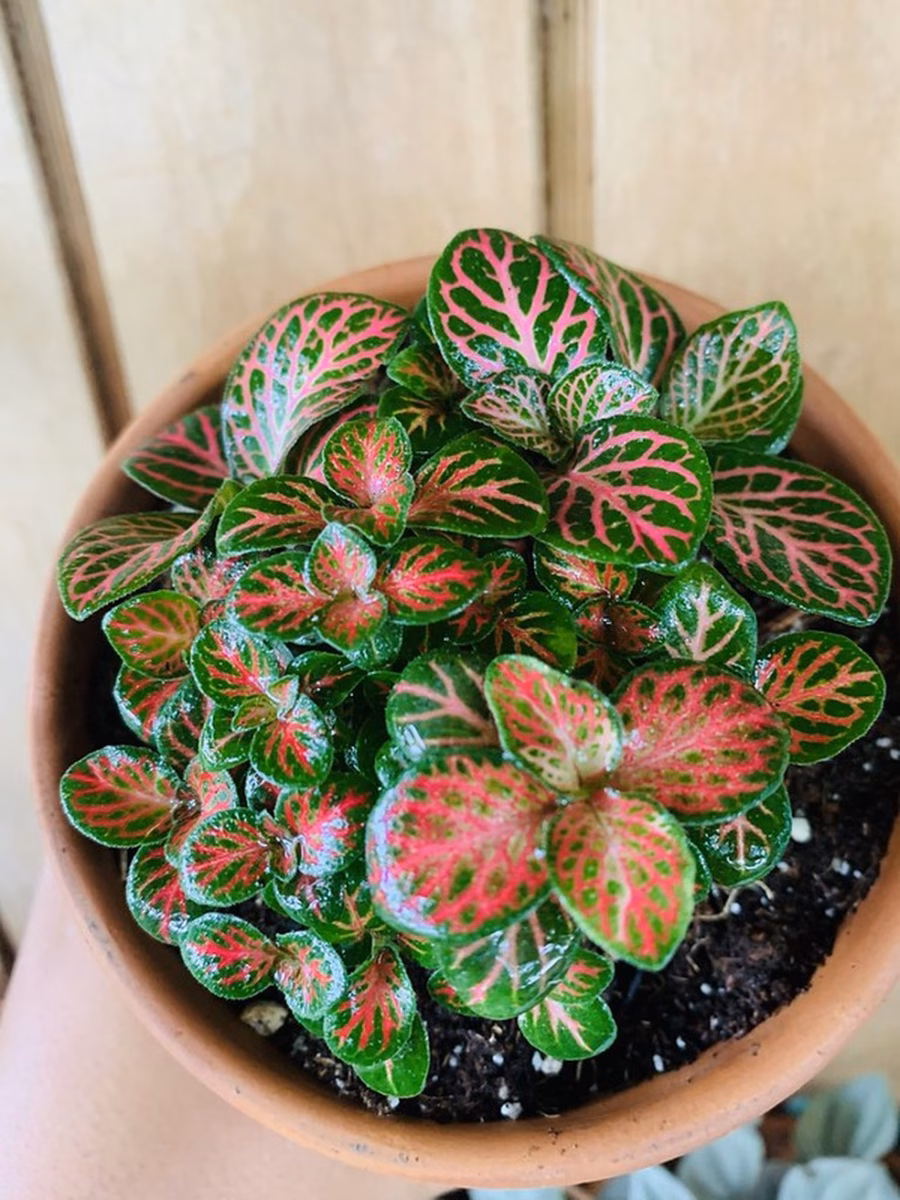 Fitônia Radiante em Cachepots de Cerâmica Colorida - inspiração