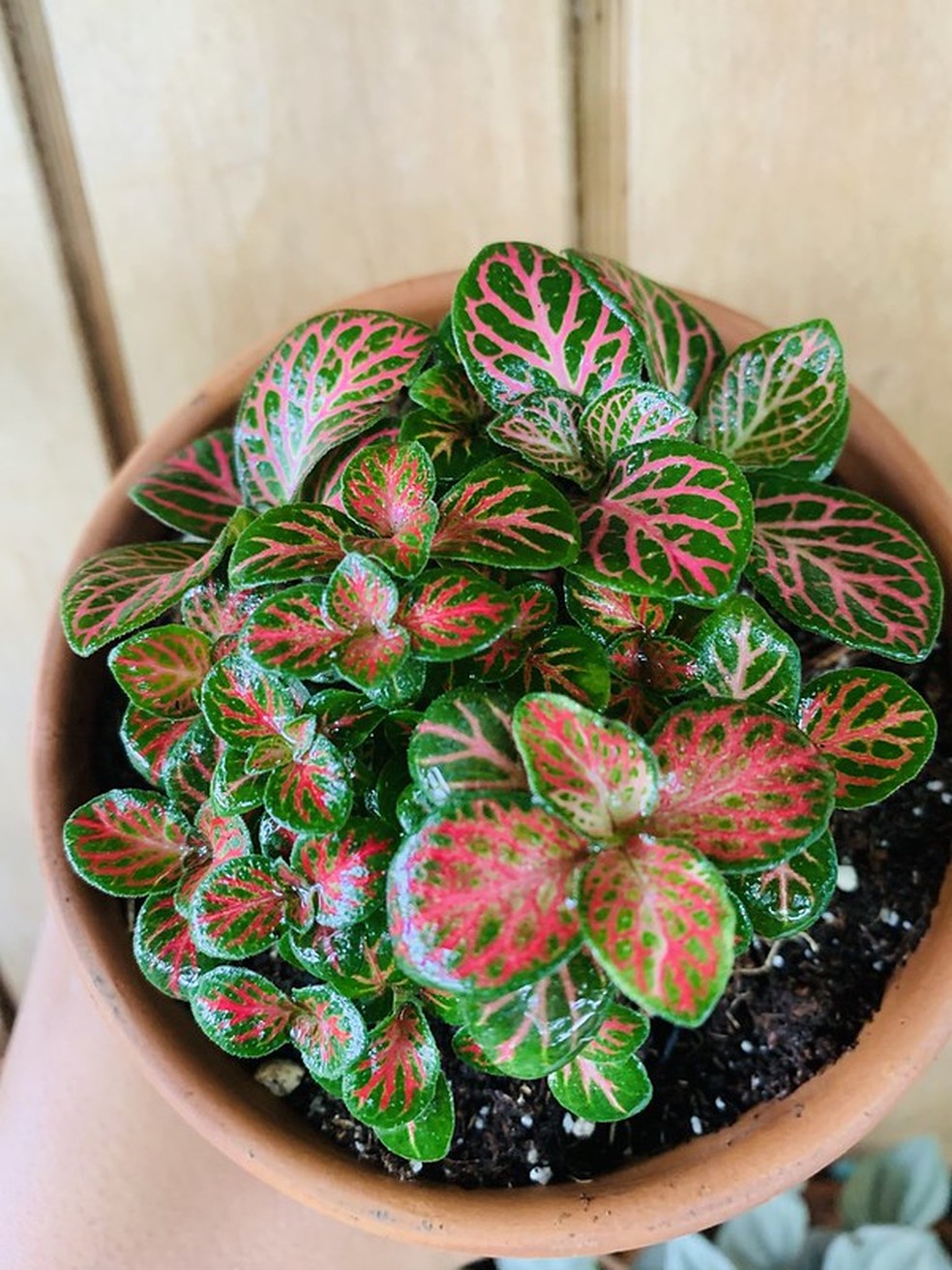 Elegância Natural: Fitônia em Terrários Geométricos de Vidro - detalhe