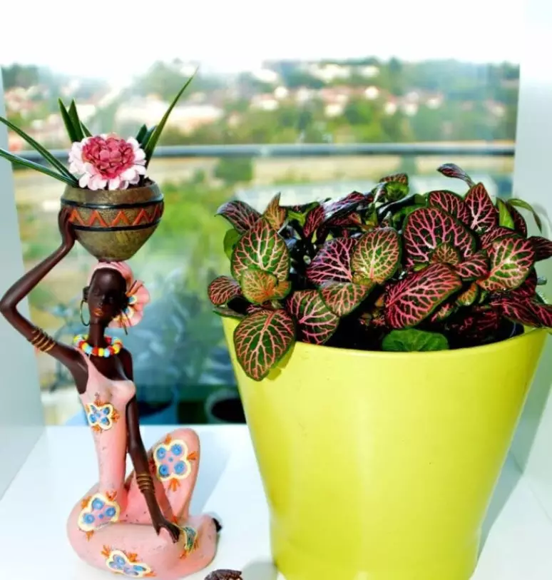 Um Toque Tropical: Fitônia em Cestos de Vime Artesanais - inspiração