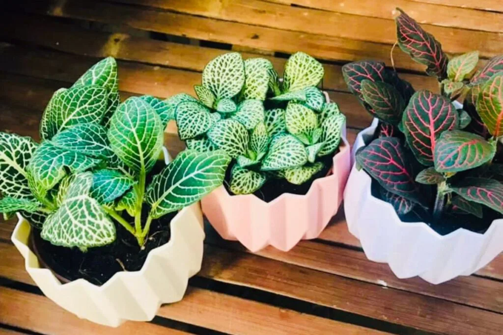 Fitônia Radiante em Cachepots de Cerâmica Colorida - detalhe