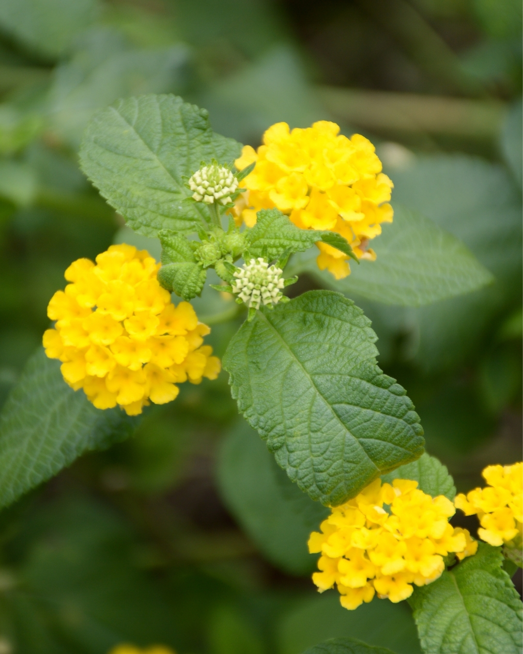 Elegância Solar: Canteiros Elevados com Bordas de Pedra - detalhe