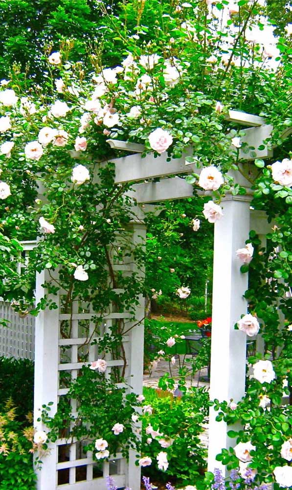 Jardim Romântico com Rosas Brancas Trepadeiras - inspiração
