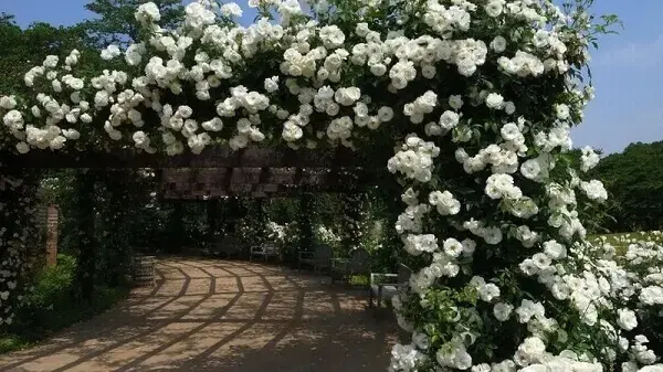 Jardim Romântico com Rosas Brancas Trepadeiras - ideia