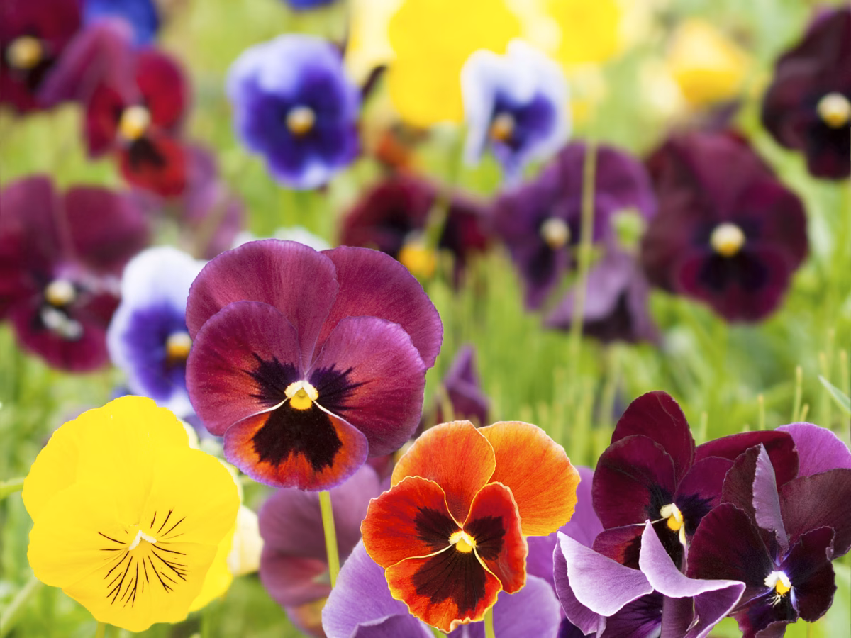 Amor-Perfeito em Canteiros Elevados: Cores Vibrantes ao Alcance dos Olhos - detalhe