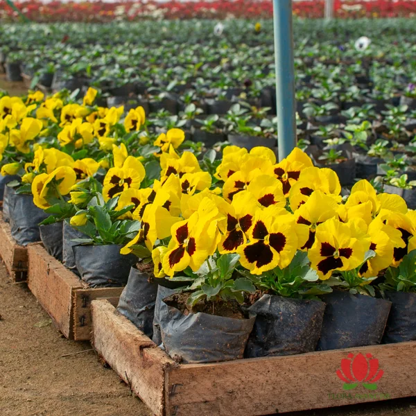Amor-Perfeito em Canteiros Elevados: Cores Vibrantes ao Alcance dos Olhos - inspiração