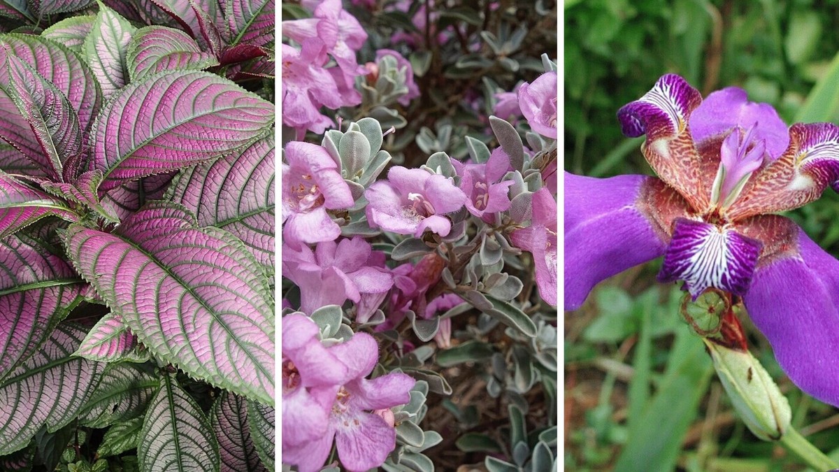 Roxos Vibrantes em Canteiros Irregulares: Um Toque Moderno! - detalhe
