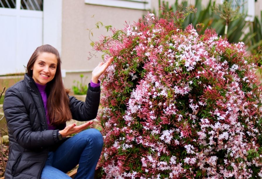 Túnel Romântico de Jasmim-dos-Poetas Iluminado - detalhe