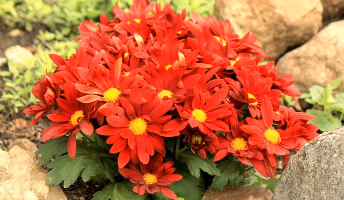 Toque Romântico: Cravinas Perfumadas em Jardins de Conto de Fadas - inspiração