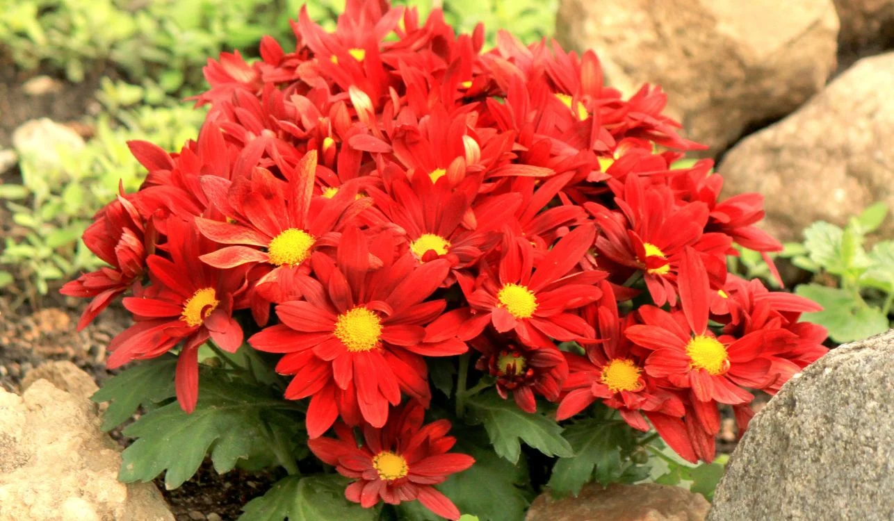 Ousadia Tropical: Antúrios Vermelhos em Meio à Vegetação Exótica - inspiração