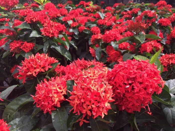 Ixora em Canteiros Elevados: Elegância e Praticidade - inspiração