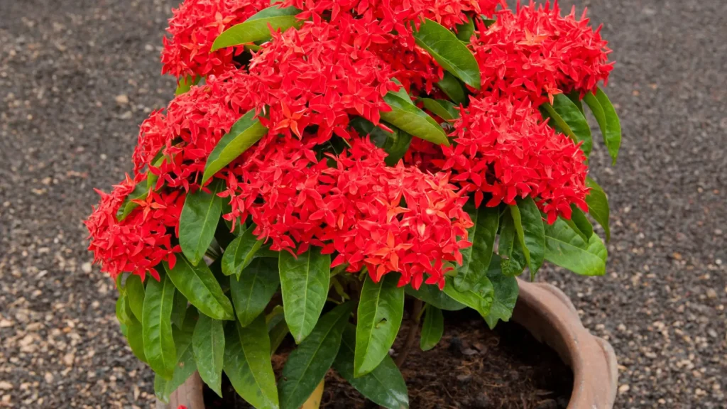 Ixora em Canteiros Elevados: Elegância e Praticidade - ideia