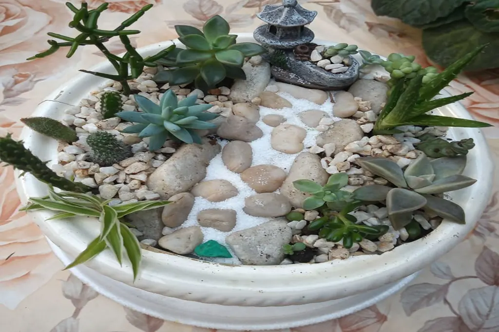 Jardim de Suculentas no Jardim de Pedras: Simplicidade Zen que Relaxa - detalhe