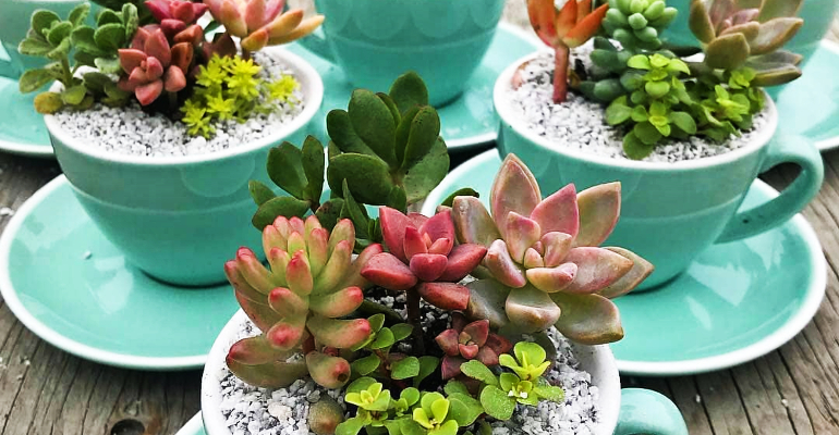 Mini-Jardins em Xícaras Vintage: Charme e Sustentabilidade - detalhe