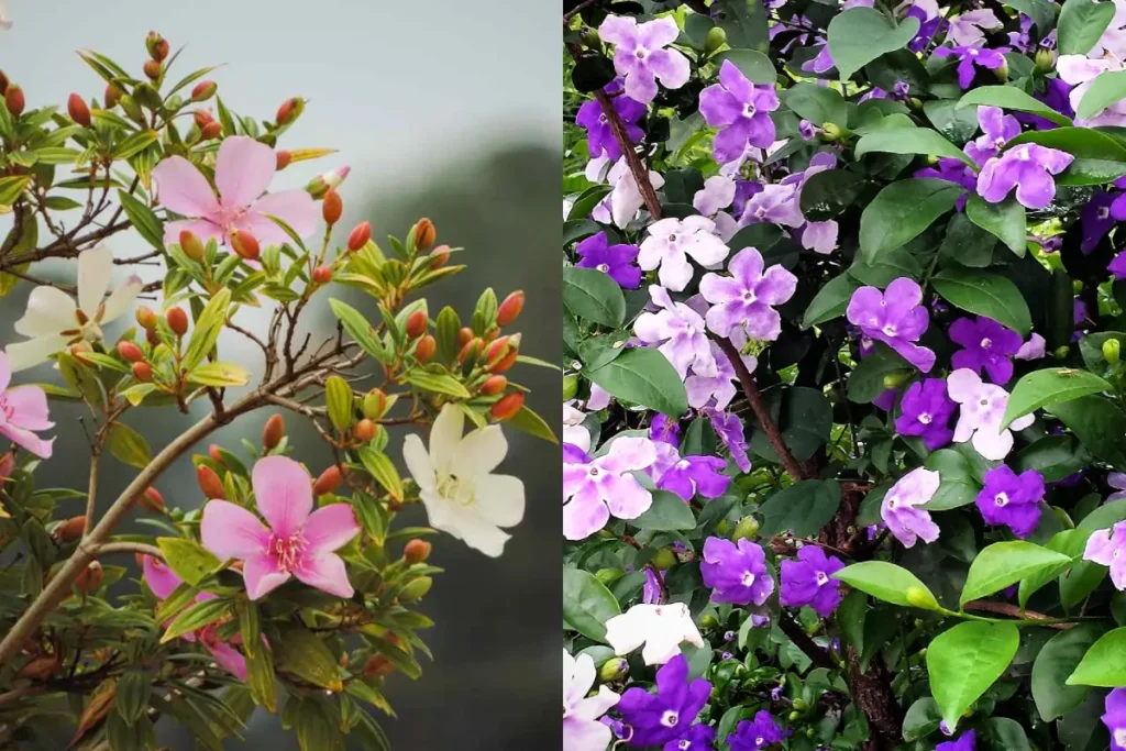 Manacá-da-Serra Combinado com Outras Flores em Buquês Deslumbrantes - detalhe