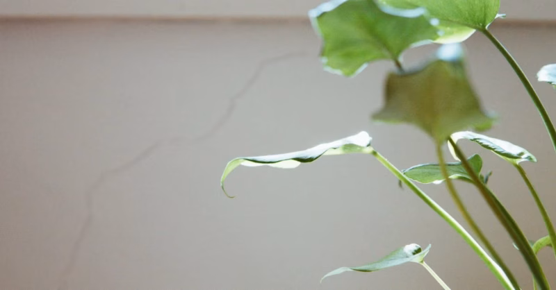 Coisas que ajudam a fazer o ar da casa ficar melhor