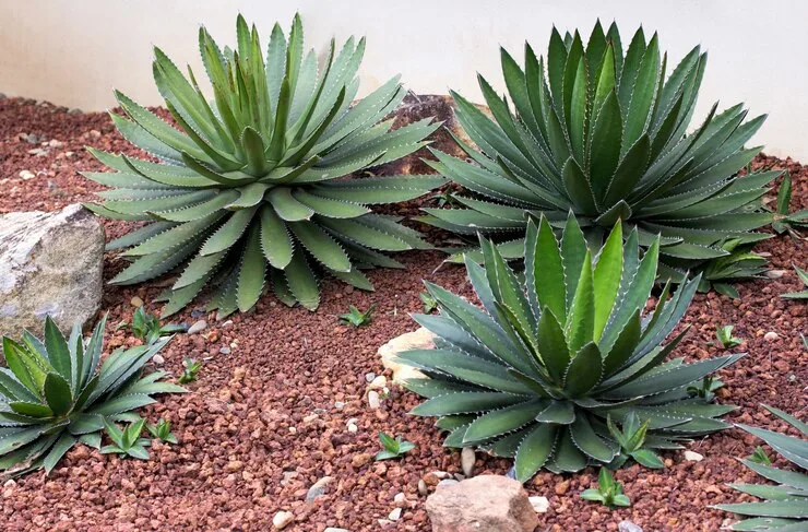 Jardim Vertical Escultural com Agaves e Pedras Decorativas - inspiração