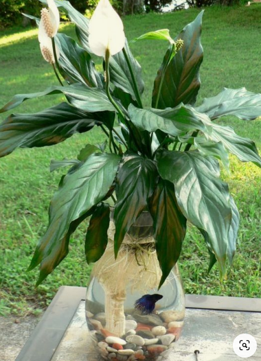 Minimalismo Purificador: Lírios-da-Paz em Vasos de Vidro Transparentes com Pedras Brancas - detalhe