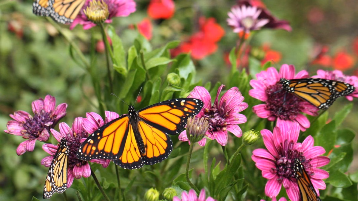 Com Canteiros Elevados de Madeira Rústica - detalhe