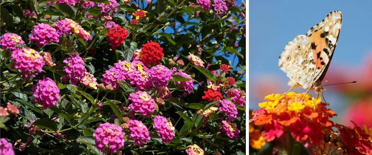 Com Canteiros Elevados de Madeira Rústica - inspiração