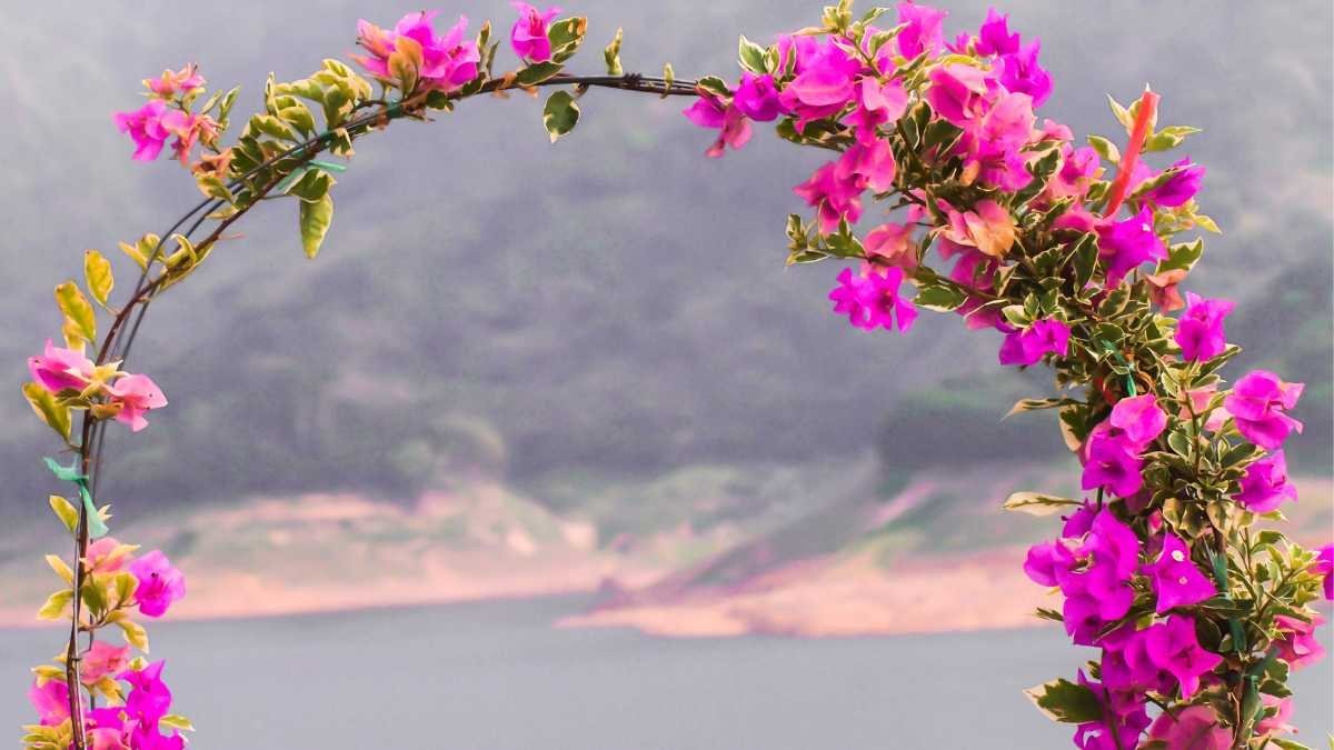 Bougainville em Arco: A Passarela Floral - inspiração
