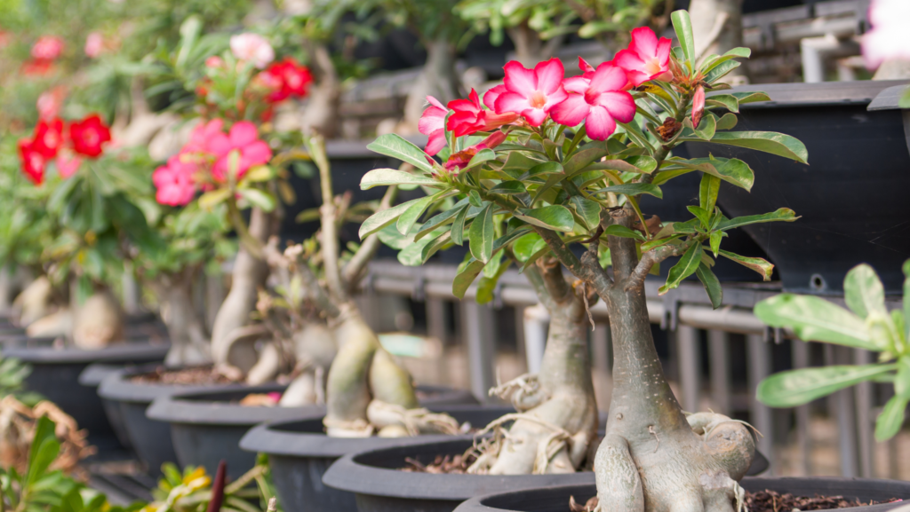 Em Vasos de Cimento DIY: Modernidade e Personalidade - ideia