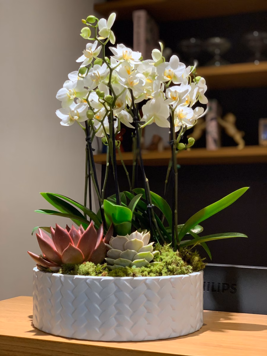 Mini Orquídeas em Vasos de Cerâmica Colorida - inspiração