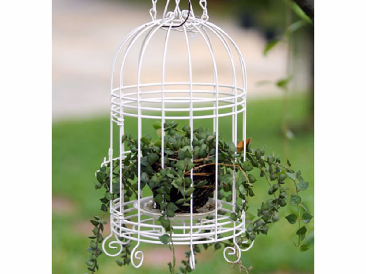 Gaiola Minimalista: Elegância e Simplicidade em Cada Detalhe - inspiração