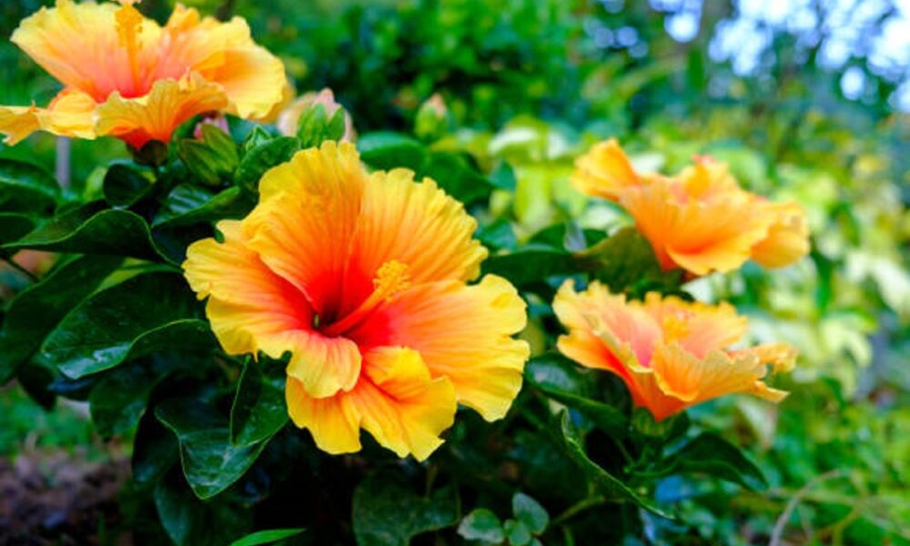 Hibiscos Tropicais: Cores Quentes e Vibrantes para Celebrar o Verão - ideia