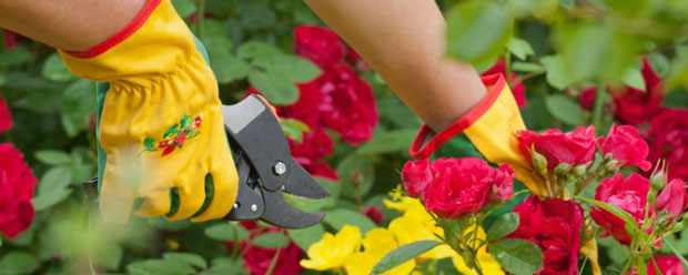 Roseiras Silvestres: Poda Natural para um Toque Campestre - ideia