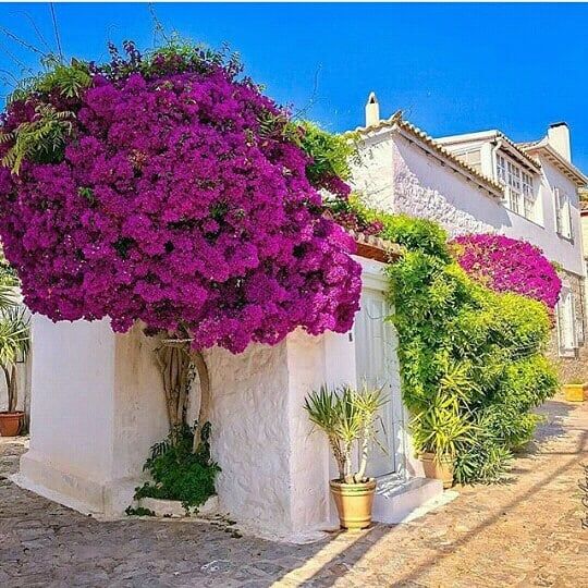 Decoração Natural: Árvores Ornamentadas com Trepadeiras - detalhe