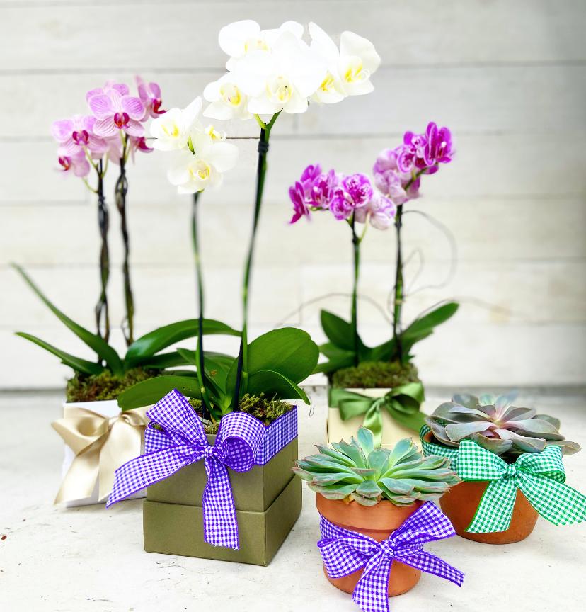 Design Exótico com Flores de Orquídeas Mini - inspiração