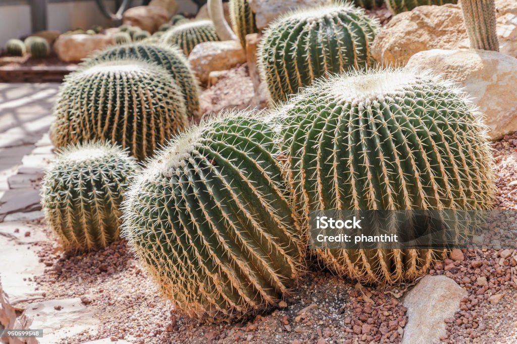 Com Seixos e Cactos no Estilo Desértico: Beleza Resistente à Seca - inspiração