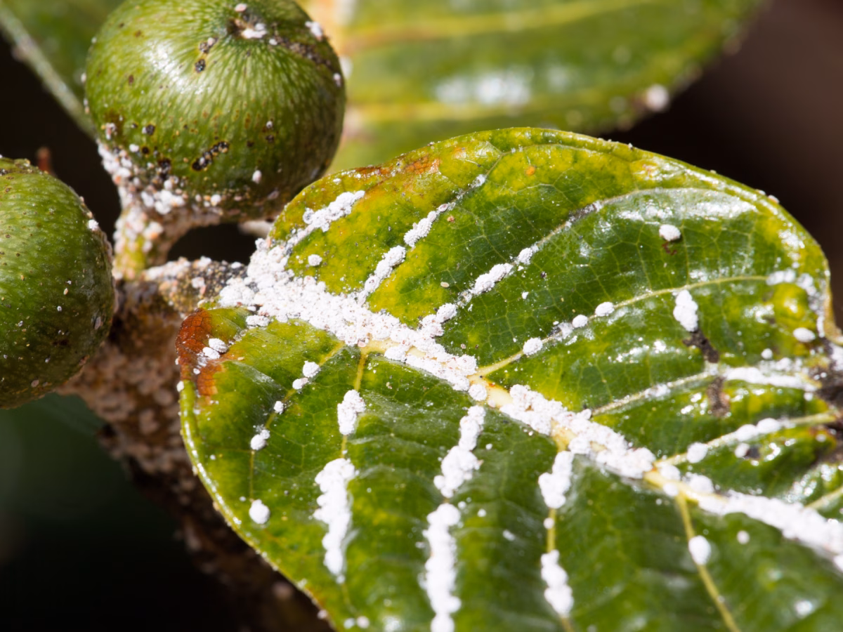 Com Alho Triturado: O Poder Antibacteriano no Seu Jardim - detalhe
