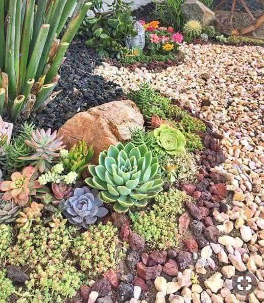 Com Seixos e Cactos no Estilo Desértico: Beleza Resistente à Seca - ideia