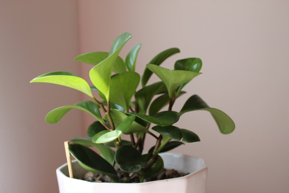 Plantas pendentes no box: um banho de natureza - detalhe